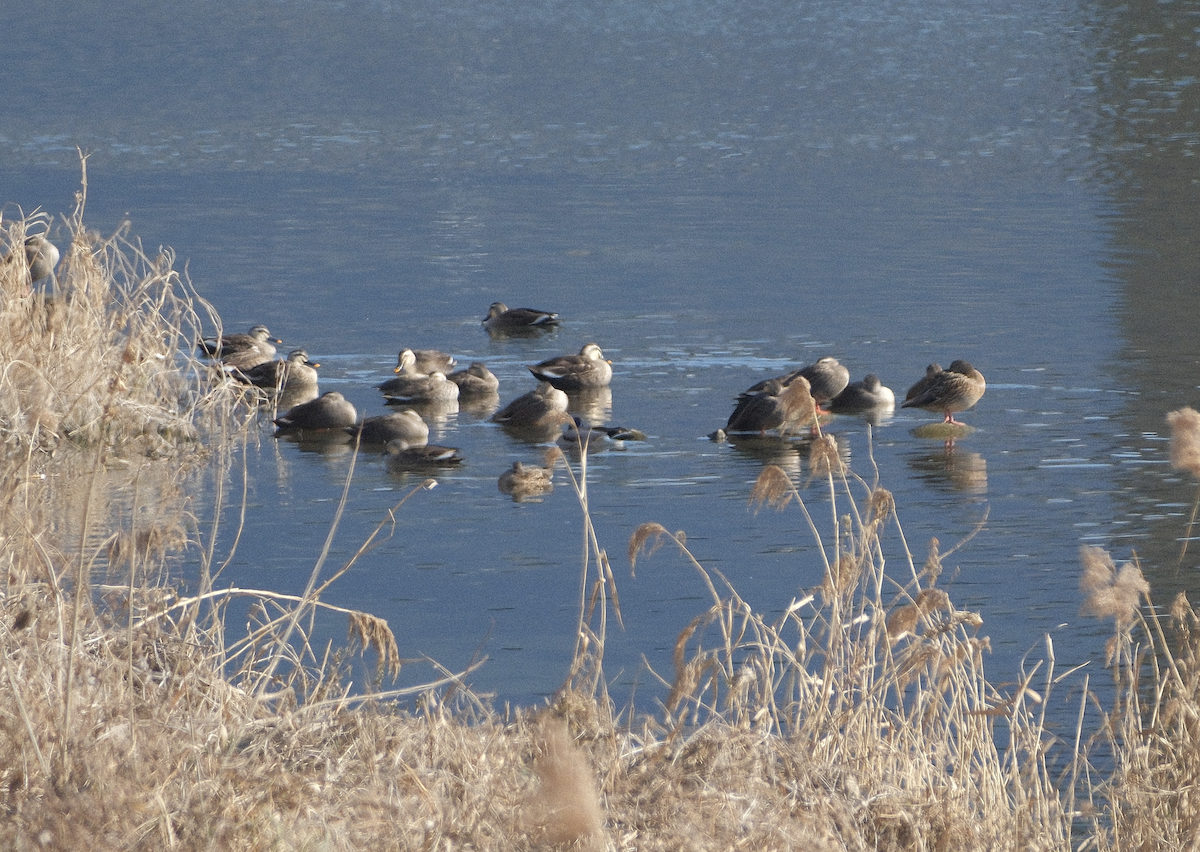 Eastern Spot-billed Duck - ML647539905