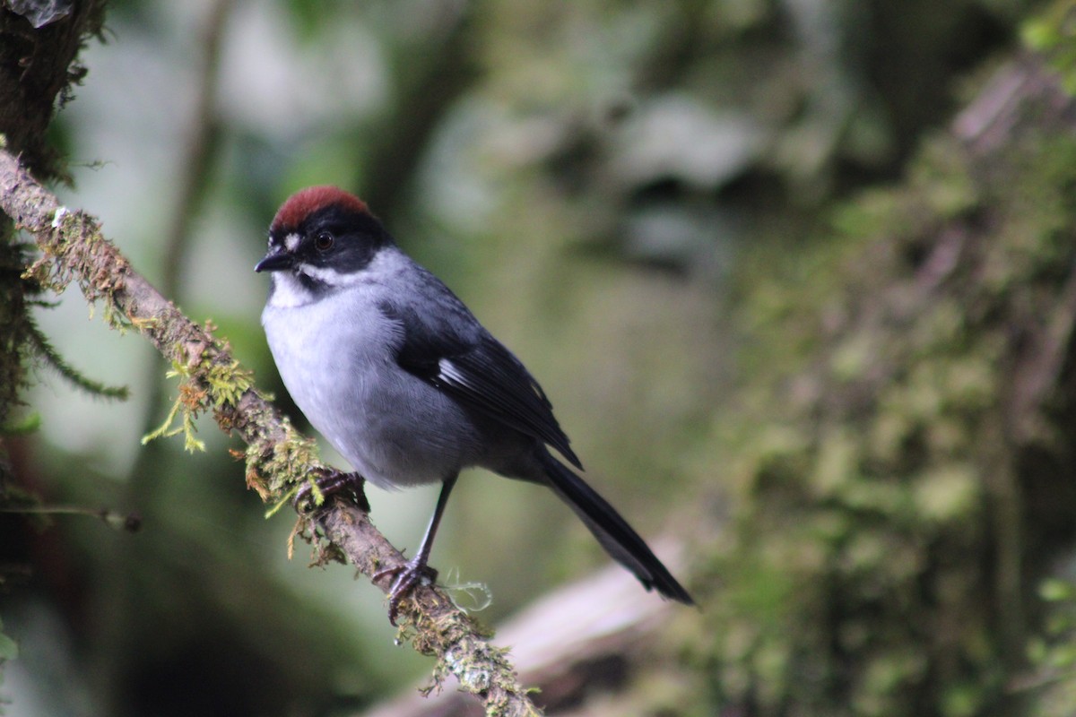 Northern Slaty Brushfinch - ML647539906