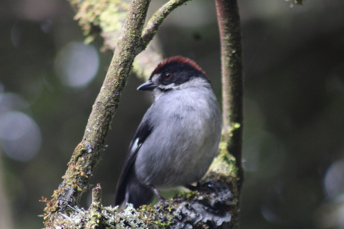 Northern Slaty Brushfinch - ML647539907