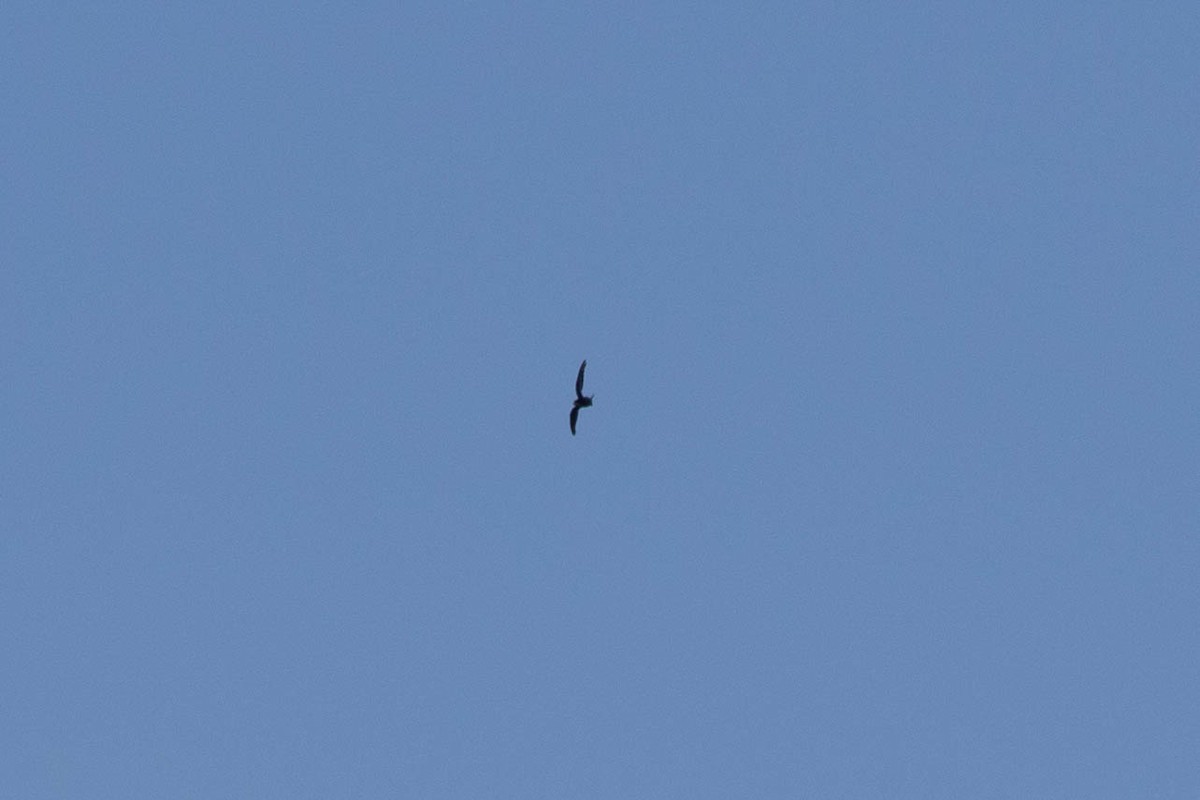 White-throated Needletail - ML647539909