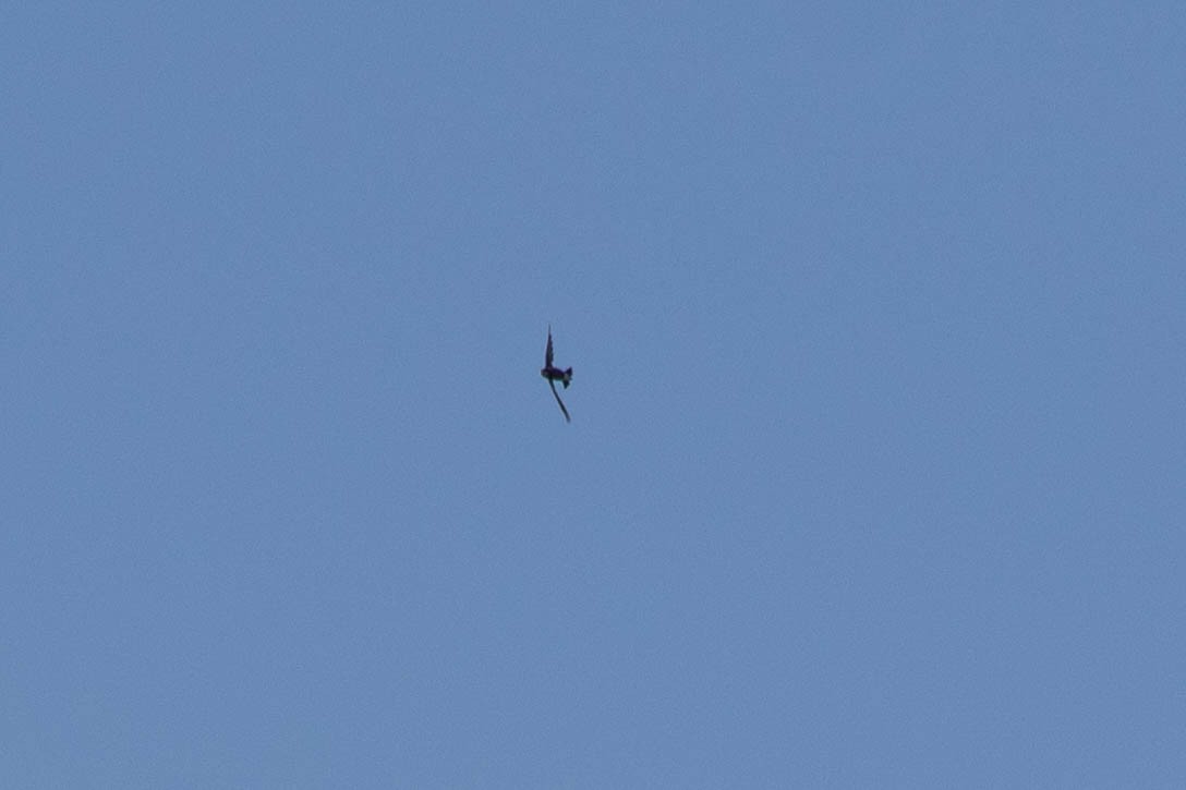 White-throated Needletail - ML647539910