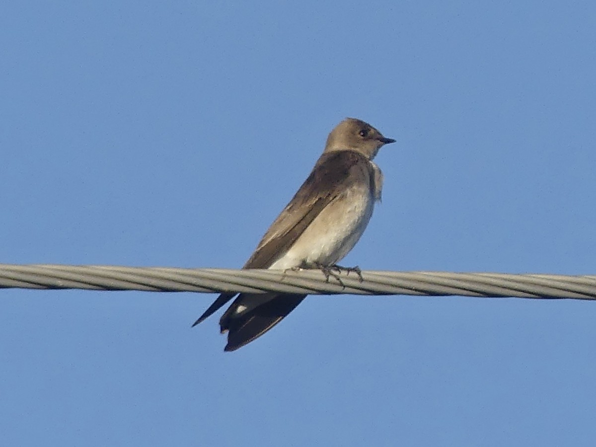 Northern Rough-winged Swallow - ML647539911