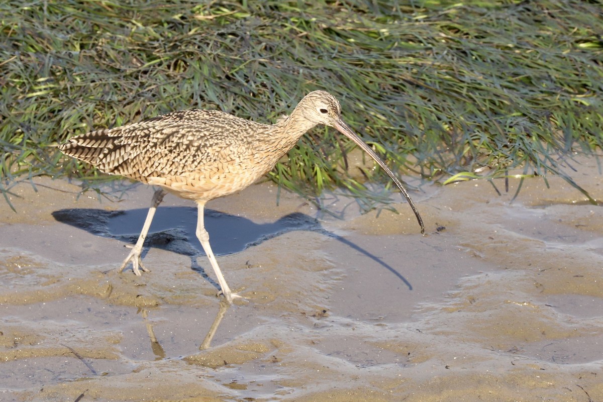 Long-billed Curlew - ML647539912