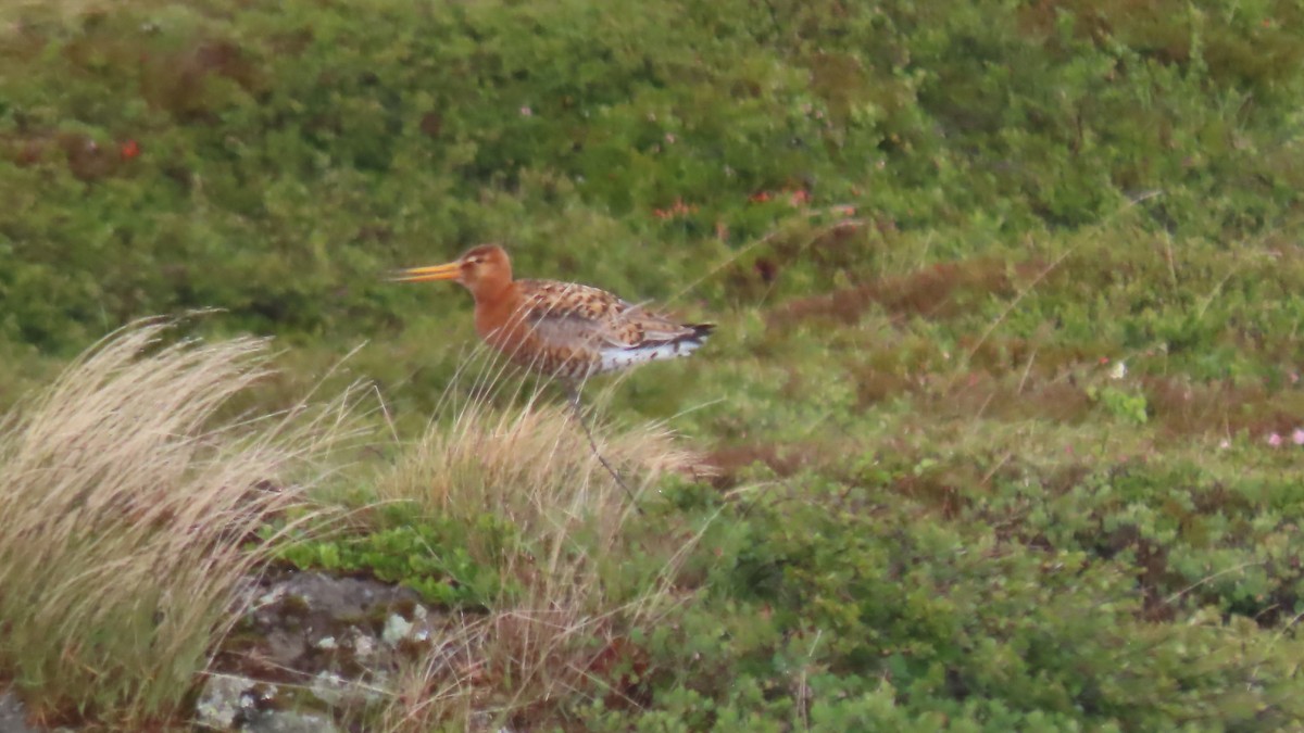 Black-tailed Godwit - ML647539913