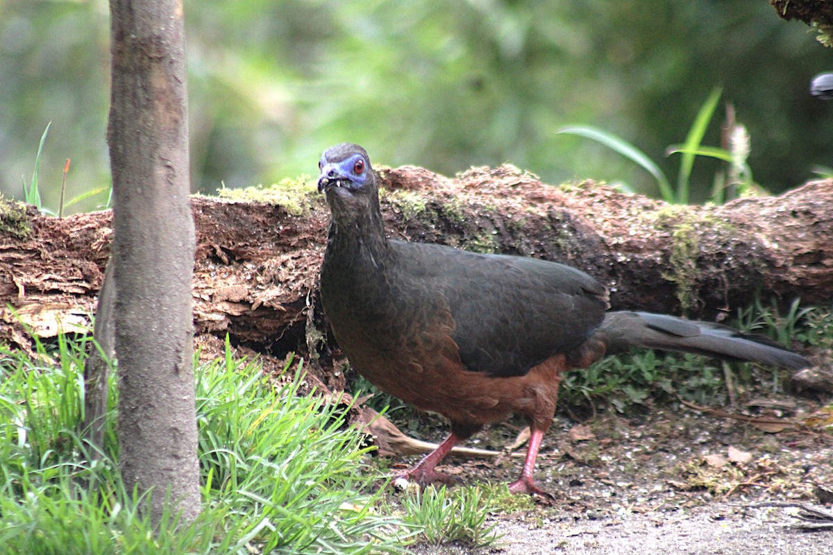 Sickle-winged Guan - ML647539914