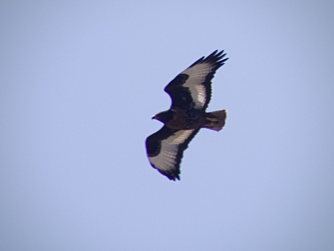 Jackal Buzzard - ML647539915