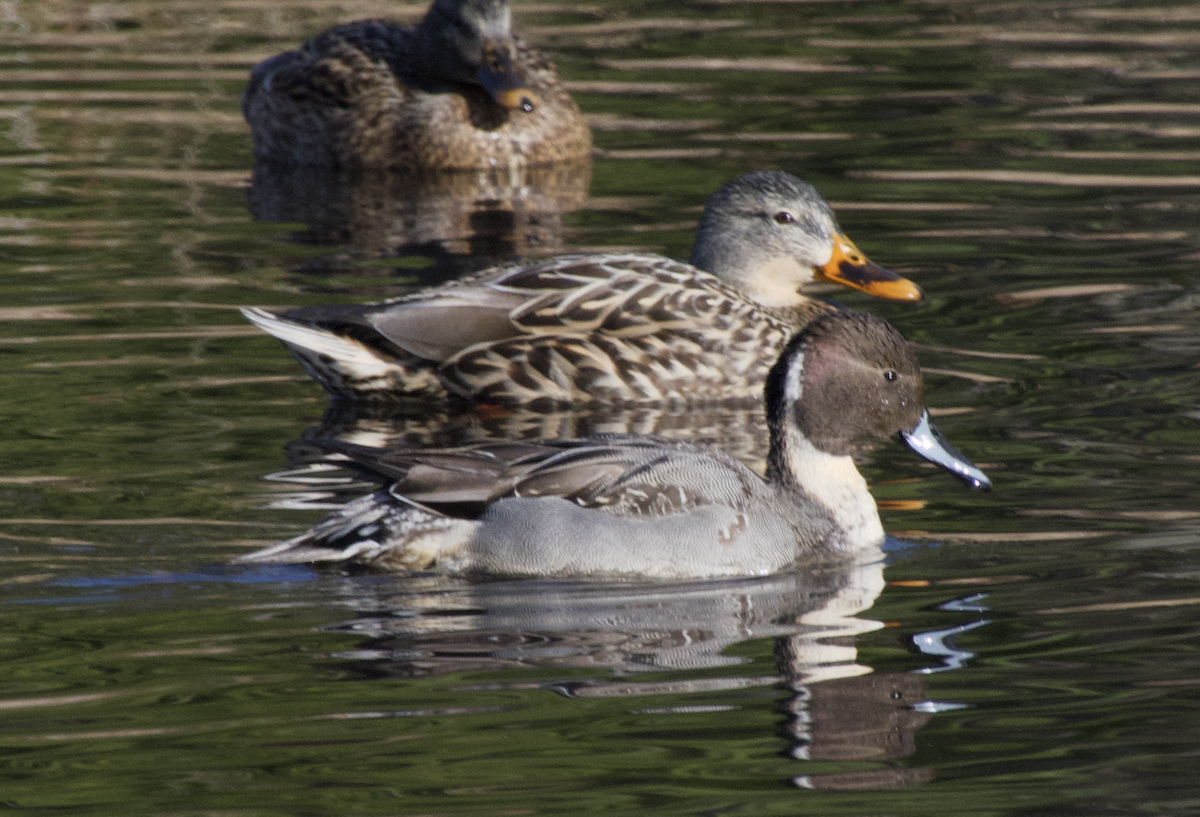Northern Pintail - ML647539917