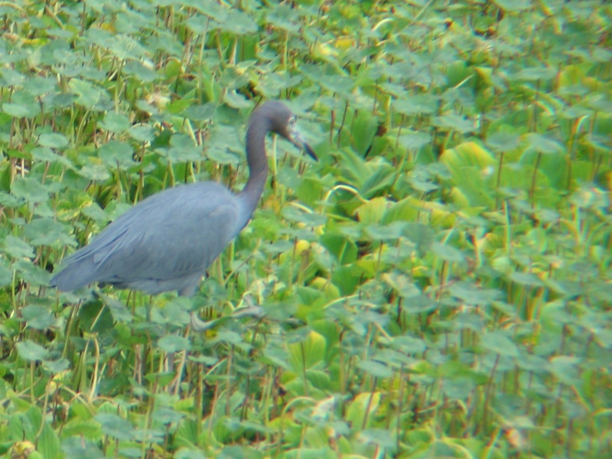 Little Blue Heron - ML647539918