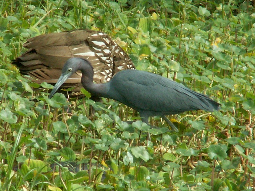 Little Blue Heron - ML647539919