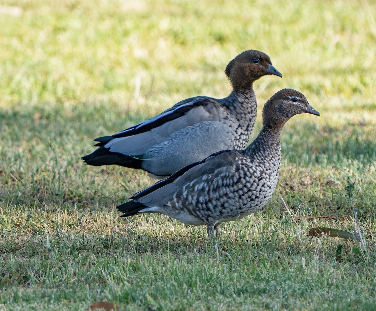 Maned Duck - ML647539920