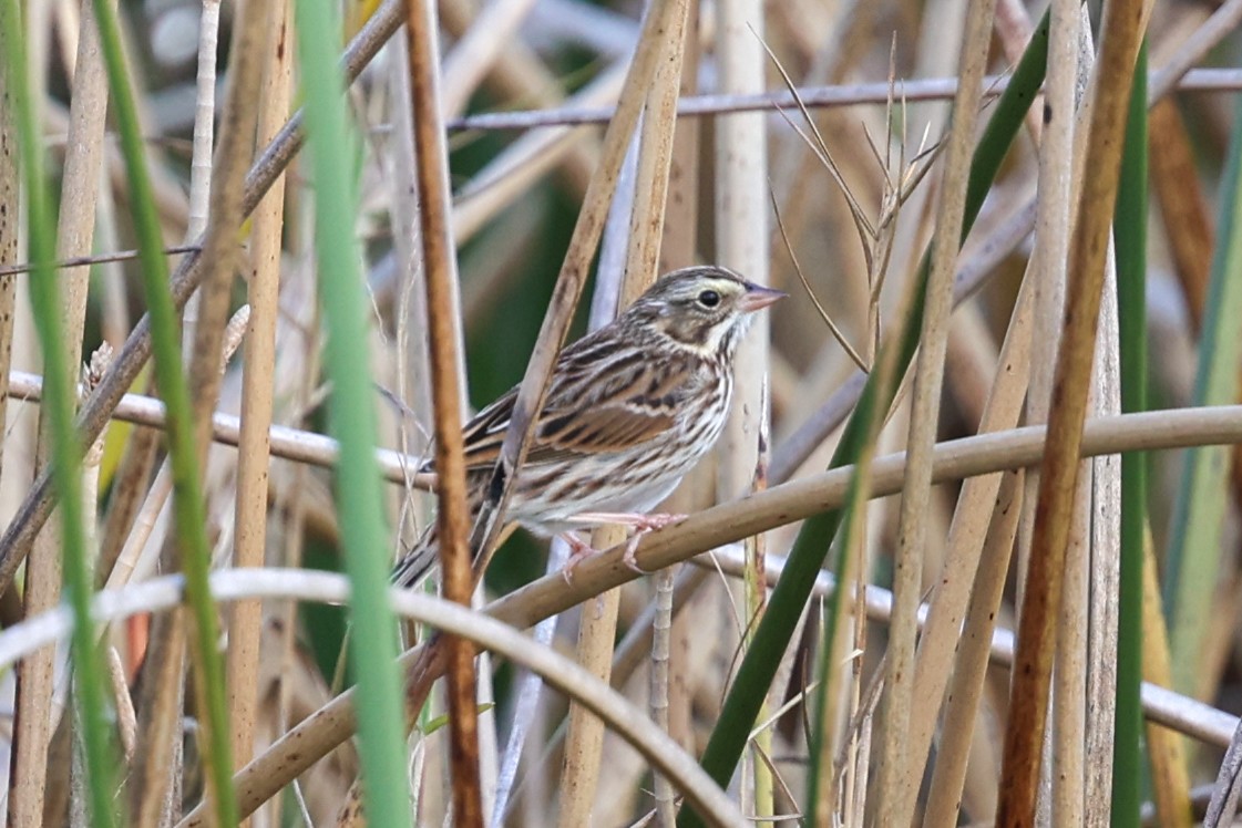 Savannah Sparrow - ML647539921
