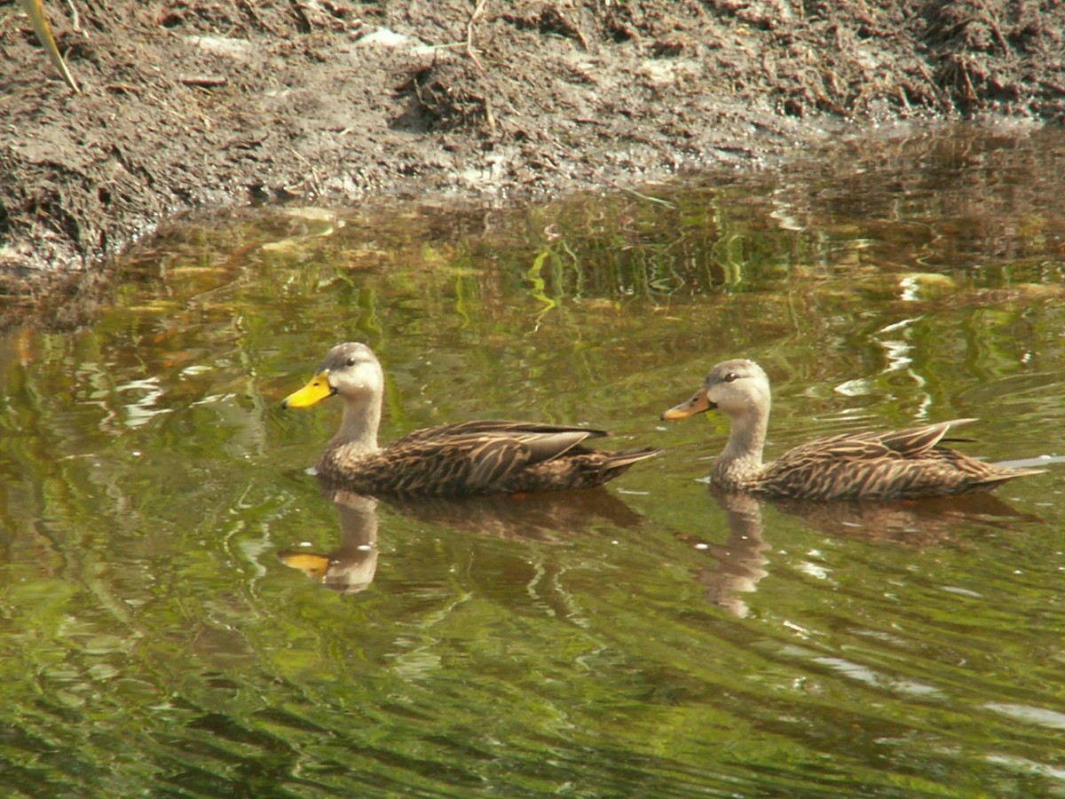 Mottled Duck - ML647539923