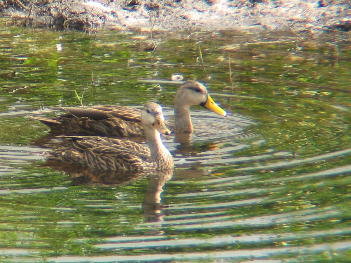 Mottled Duck - ML647539924