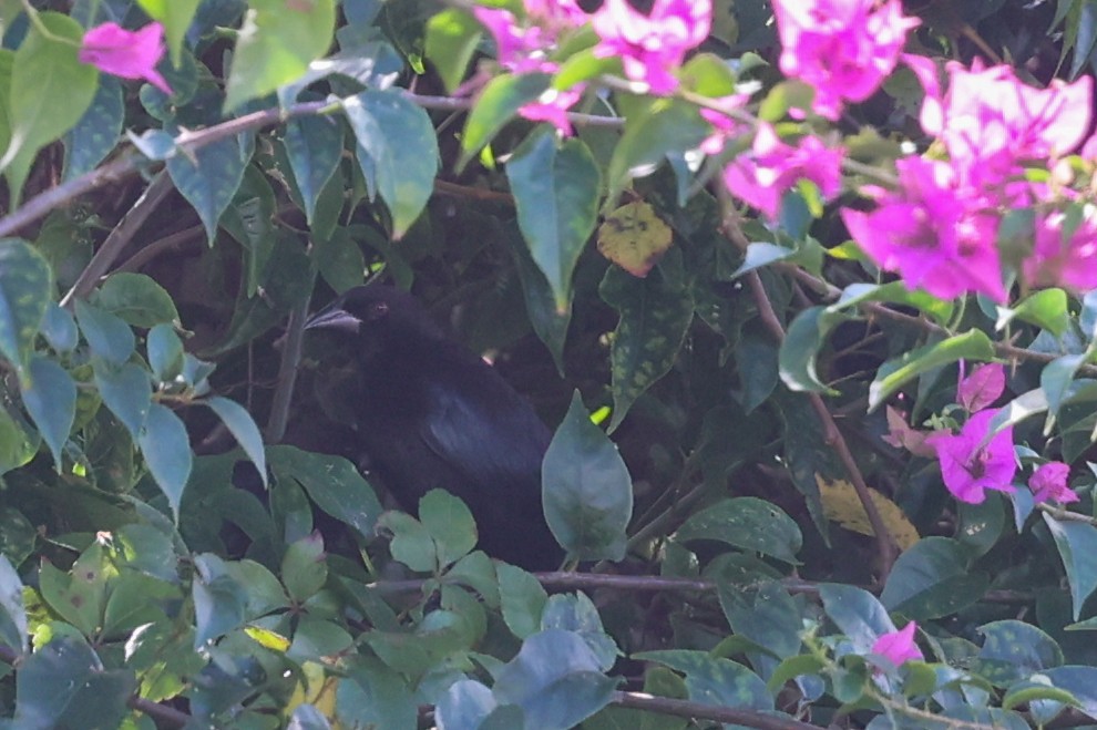 Bronzed Cowbird - ML647539928