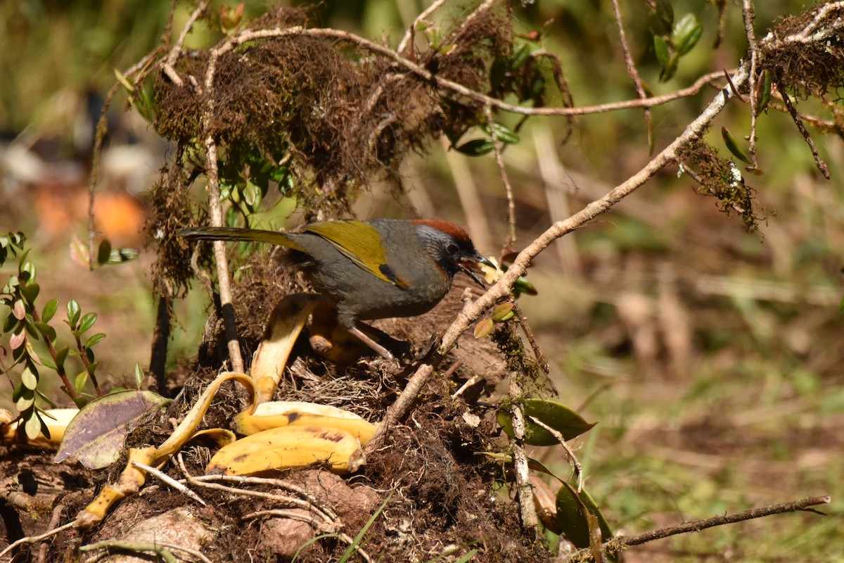 Silberohrhäherling - ML647539939