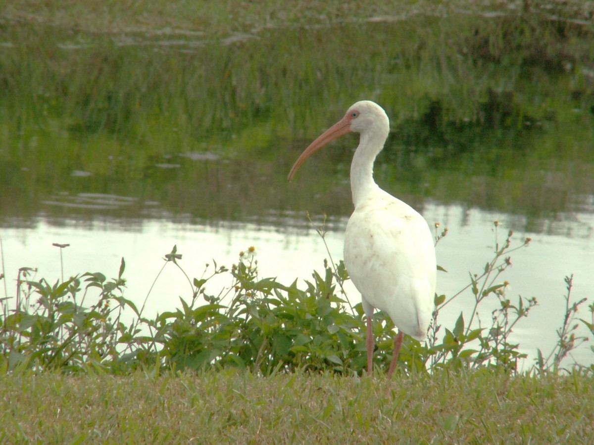 White Ibis - ML647539940