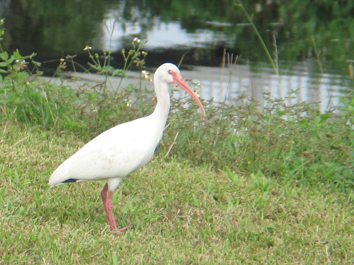 White Ibis - ML647539941