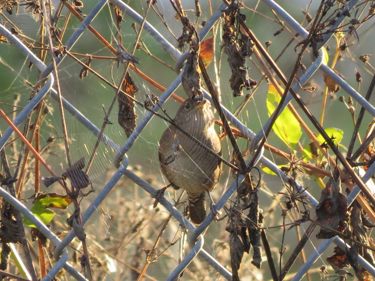 Northern House Wren - ML647539948