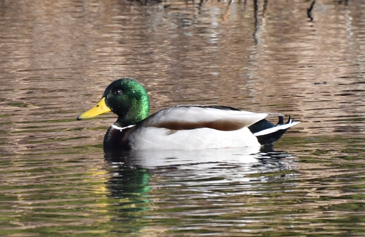 Mallard - ML647539951