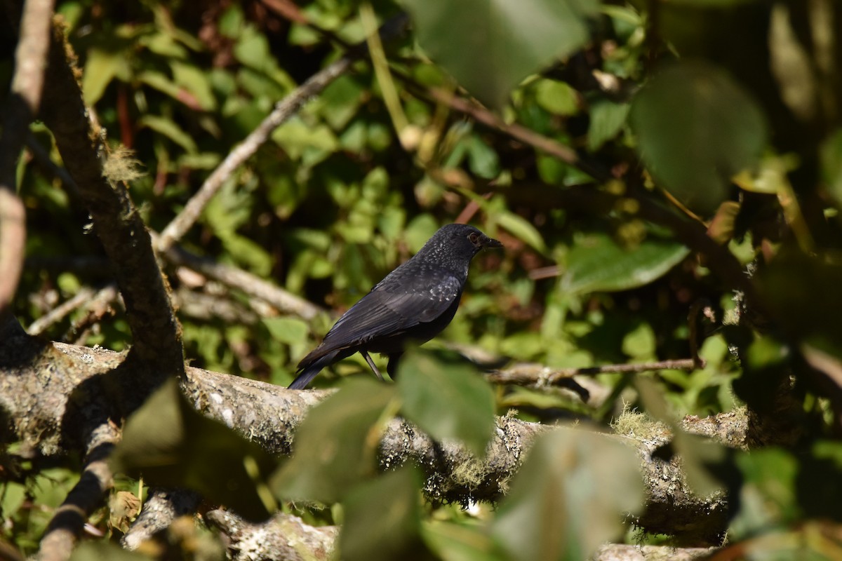 Purpurpfeifdrossel (caeruleus) - ML647539961