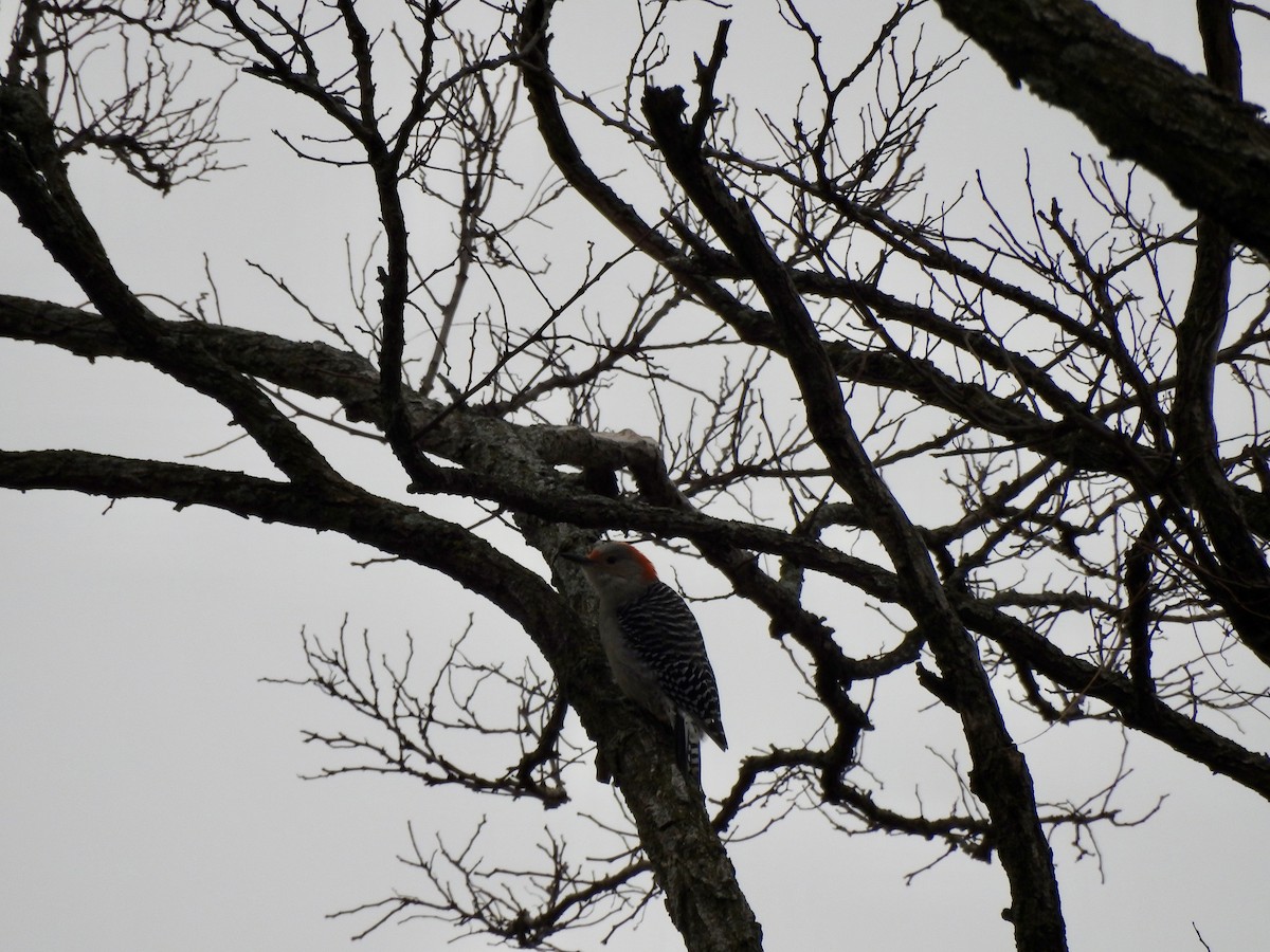 Carpintero de Carolina - ML647539966