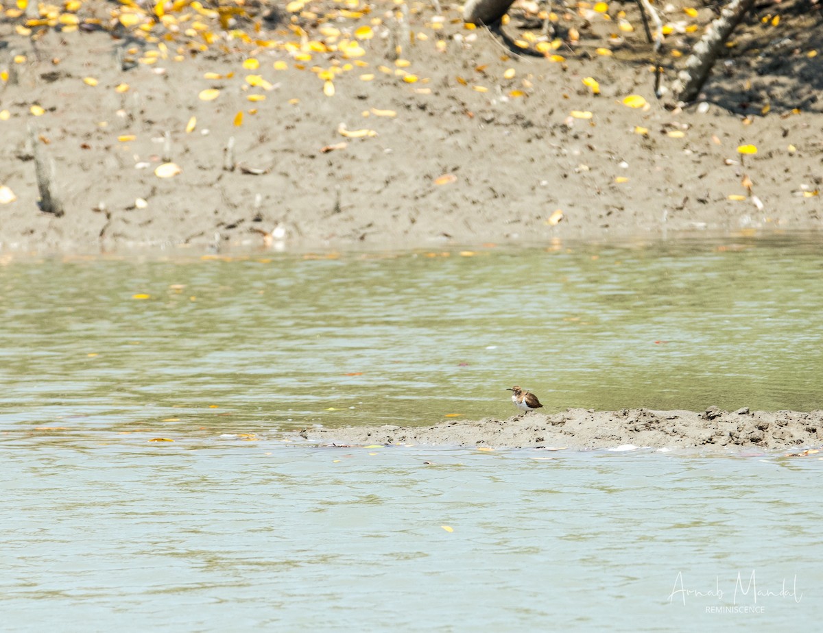 Flussuferläufer - ML647539968