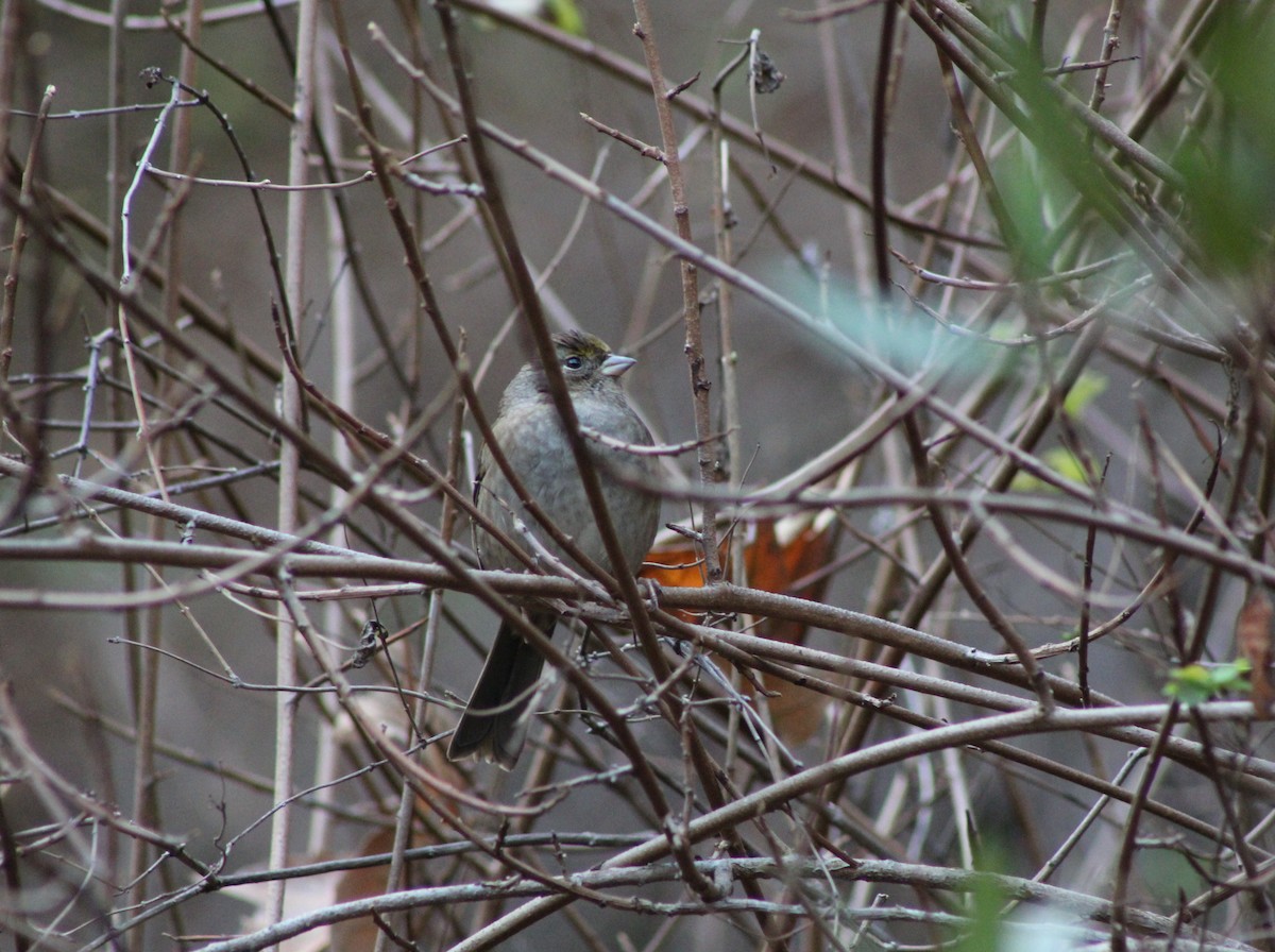 Kronenammer - ML647539969