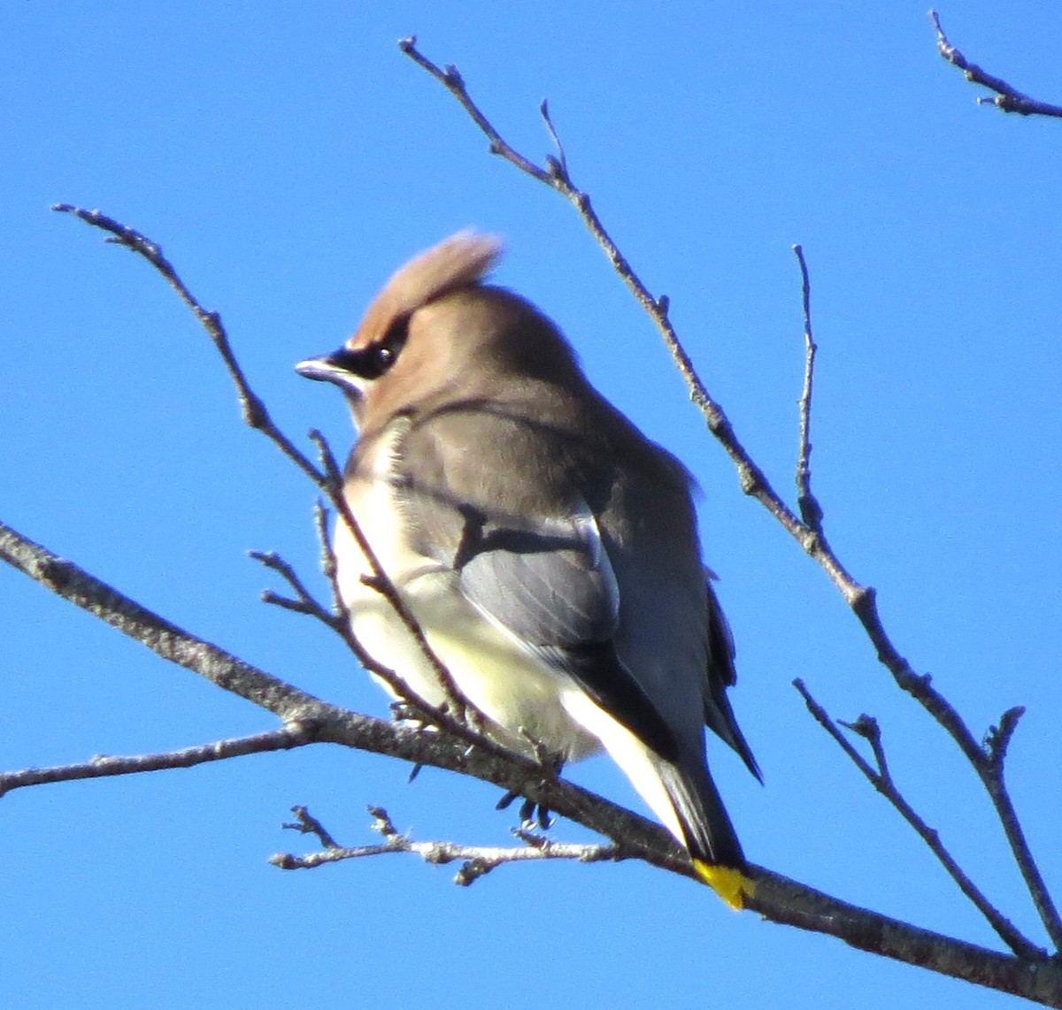 Zedernseidenschwanz - ML647539971