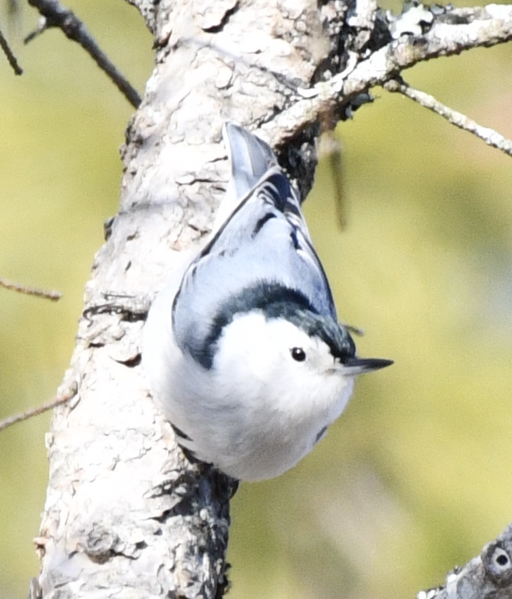 Weißbrustkleiber - ML647539972