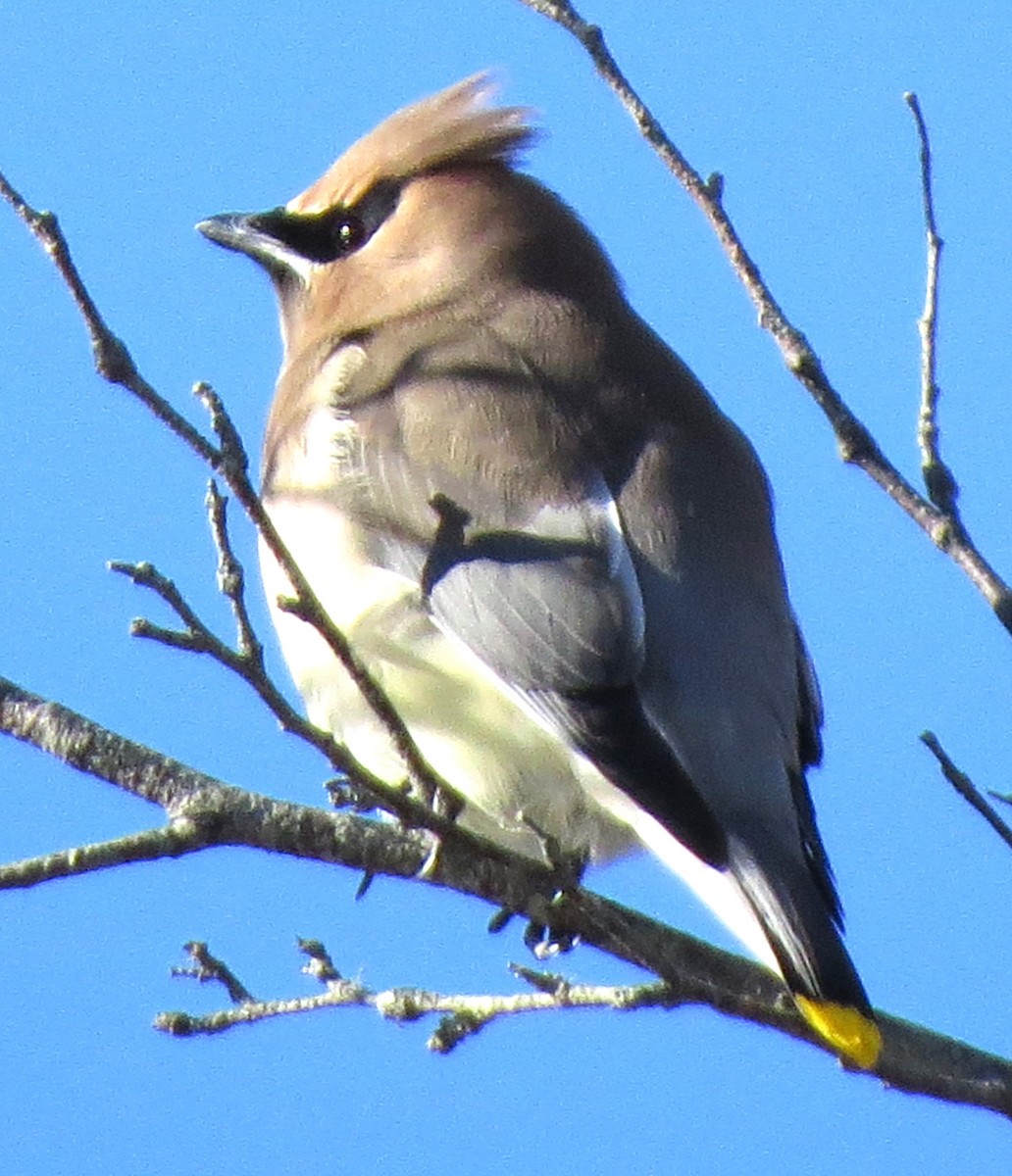 Zedernseidenschwanz - ML647539973