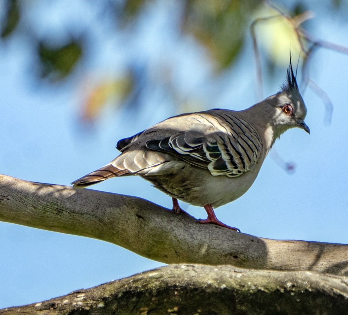 Spitzschopftaube - ML647539974