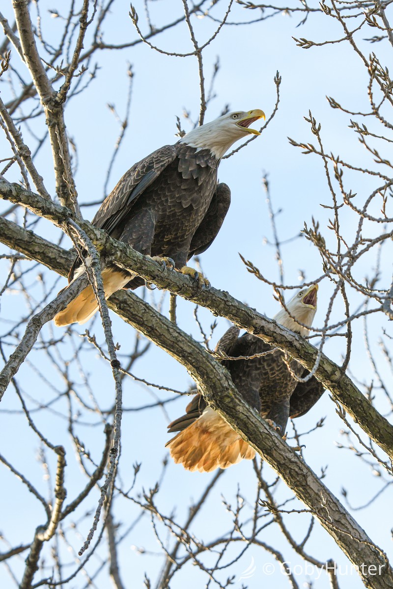 Weißkopf-Seeadler - ML647539975