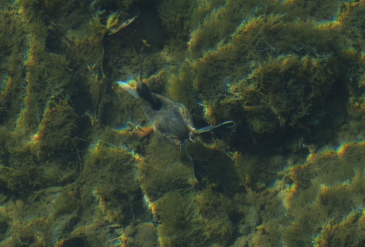 Zwergtaucher - ML647539976