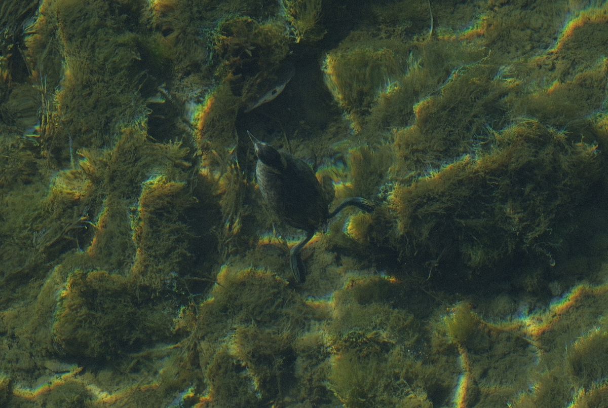 Zwergtaucher - ML647539977