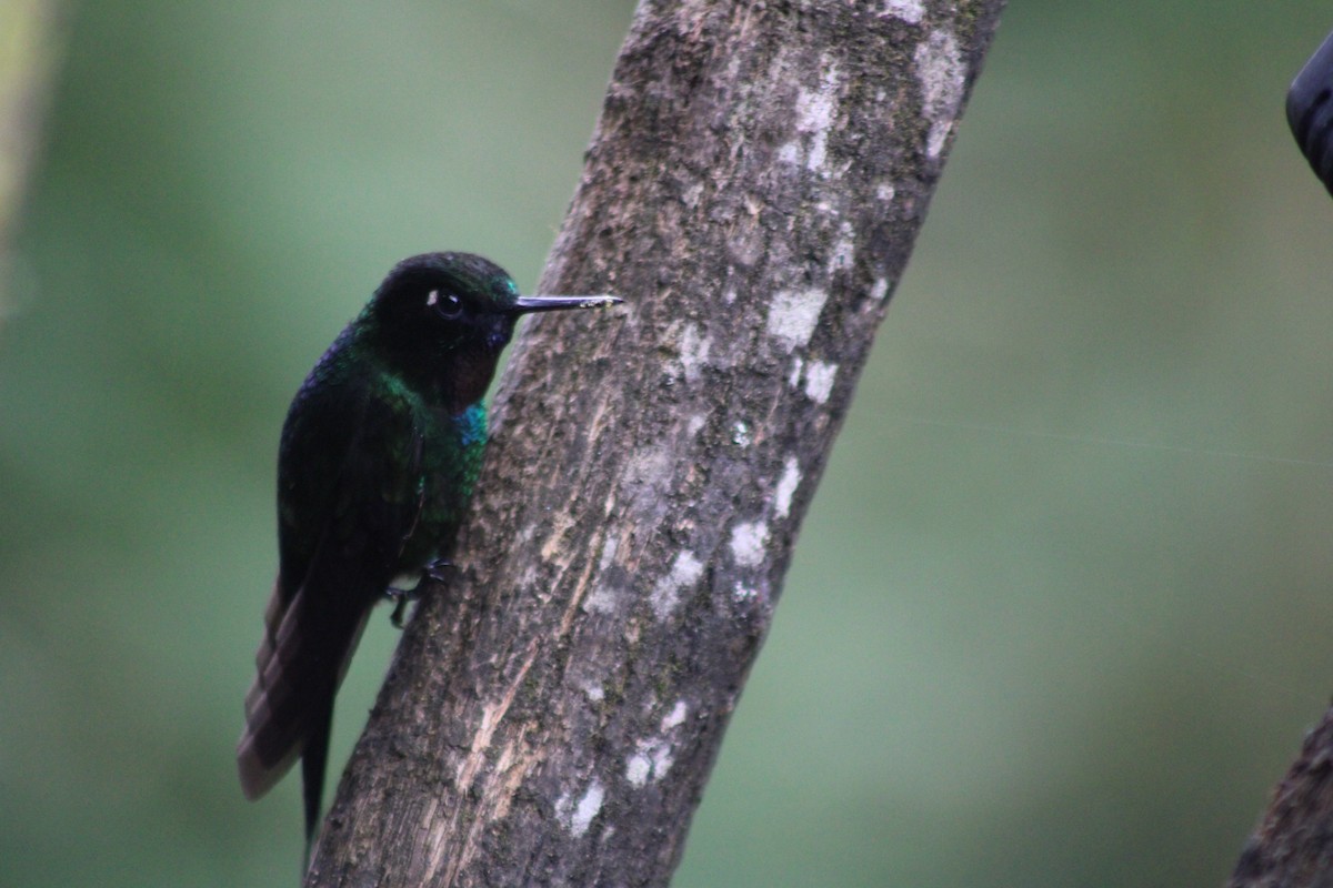 Grünband-Sonnennymphe - ML647539978