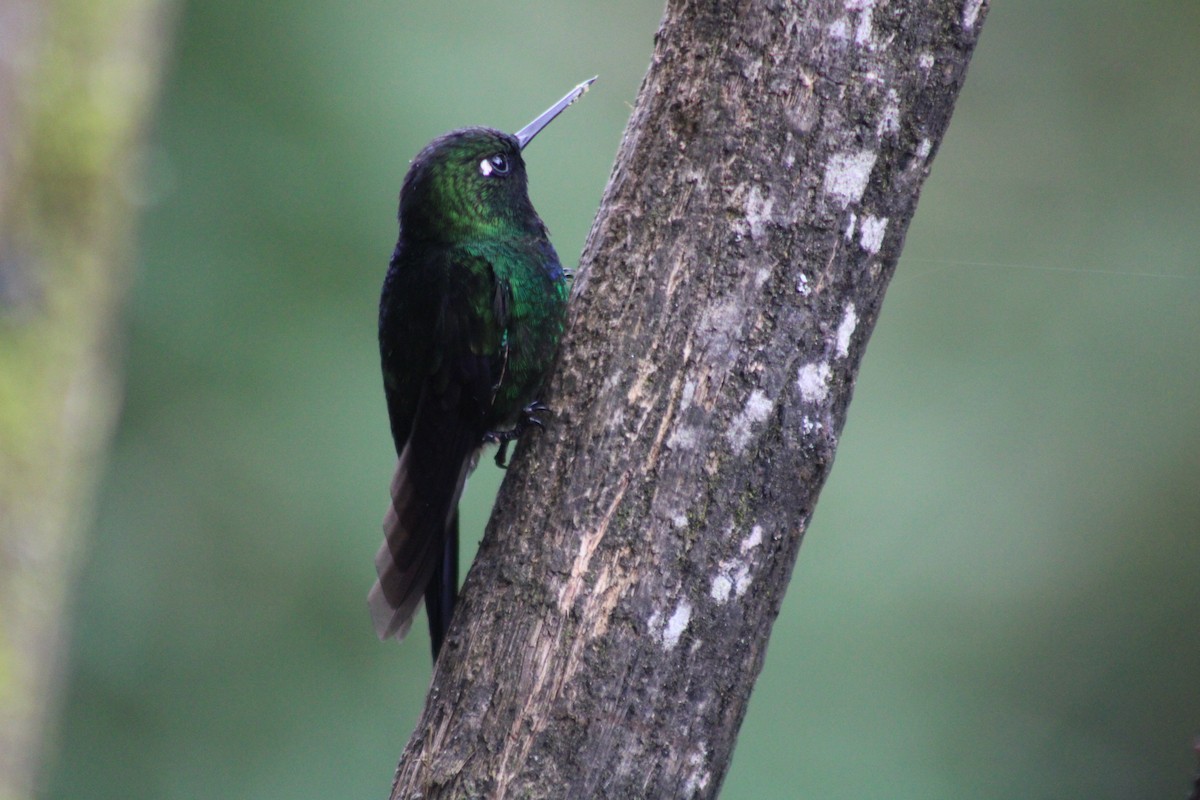 Grünband-Sonnennymphe - ML647539979