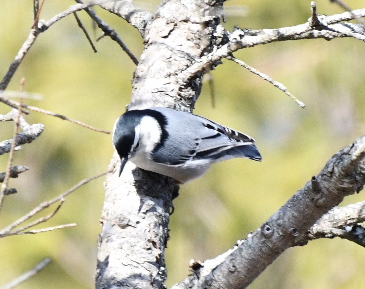 Weißbrustkleiber - ML647539980