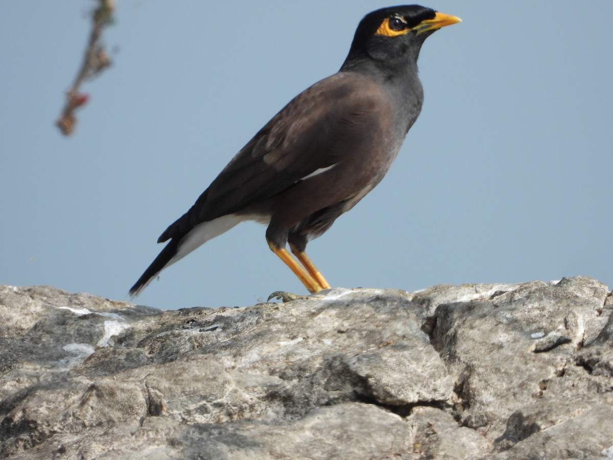 Hirtenmaina - ML647539981