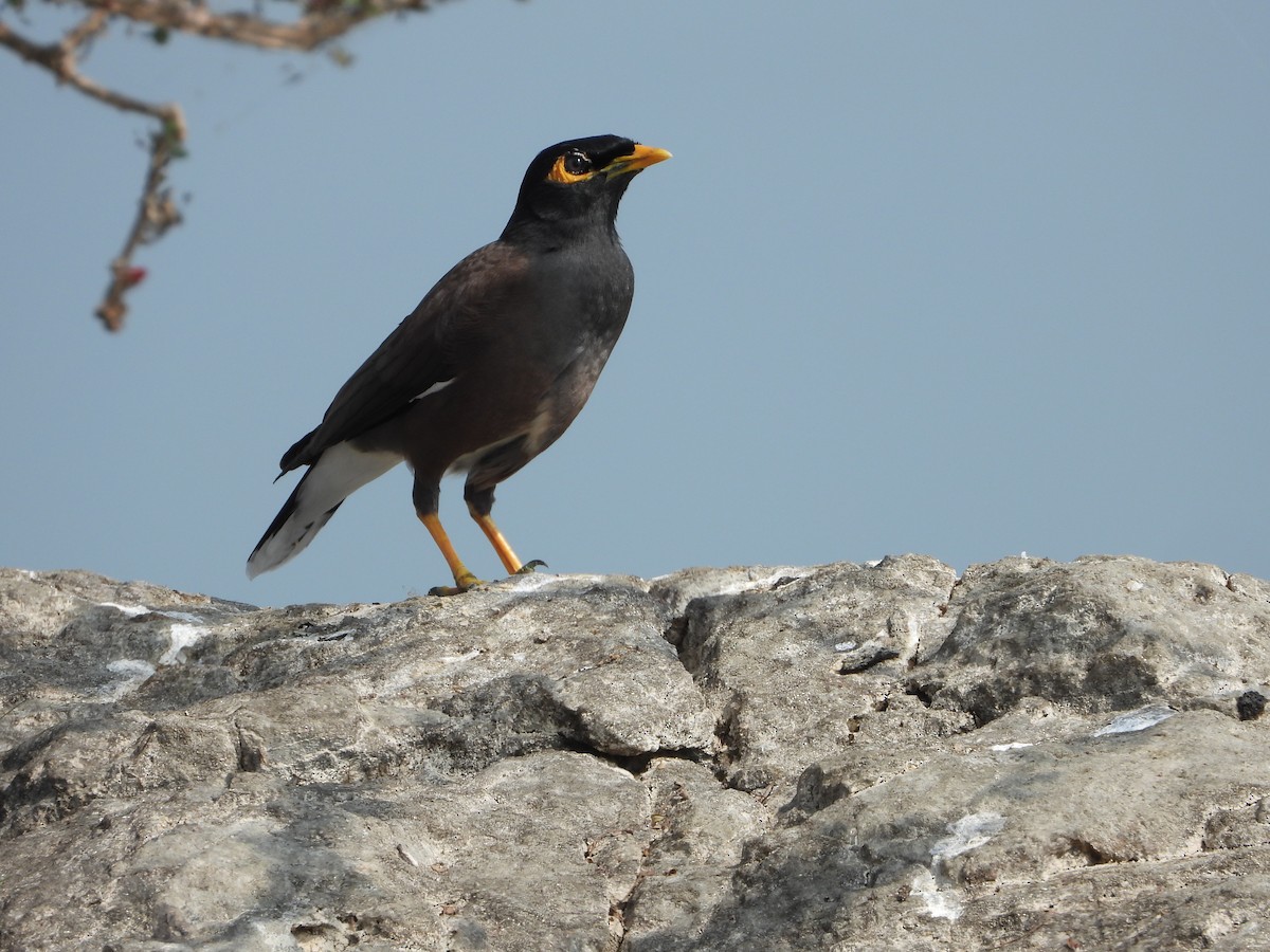 Hirtenmaina - ML647539982