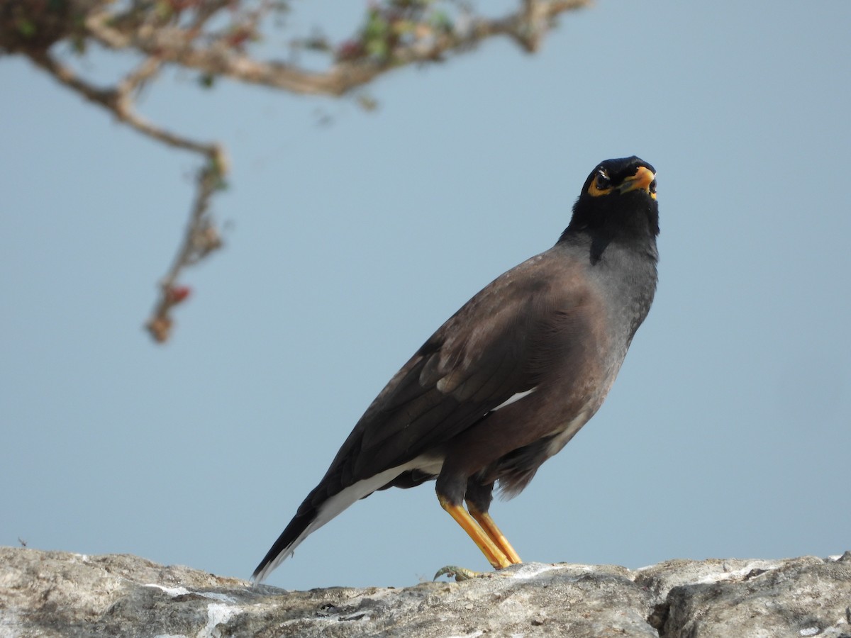 Hirtenmaina - ML647539983