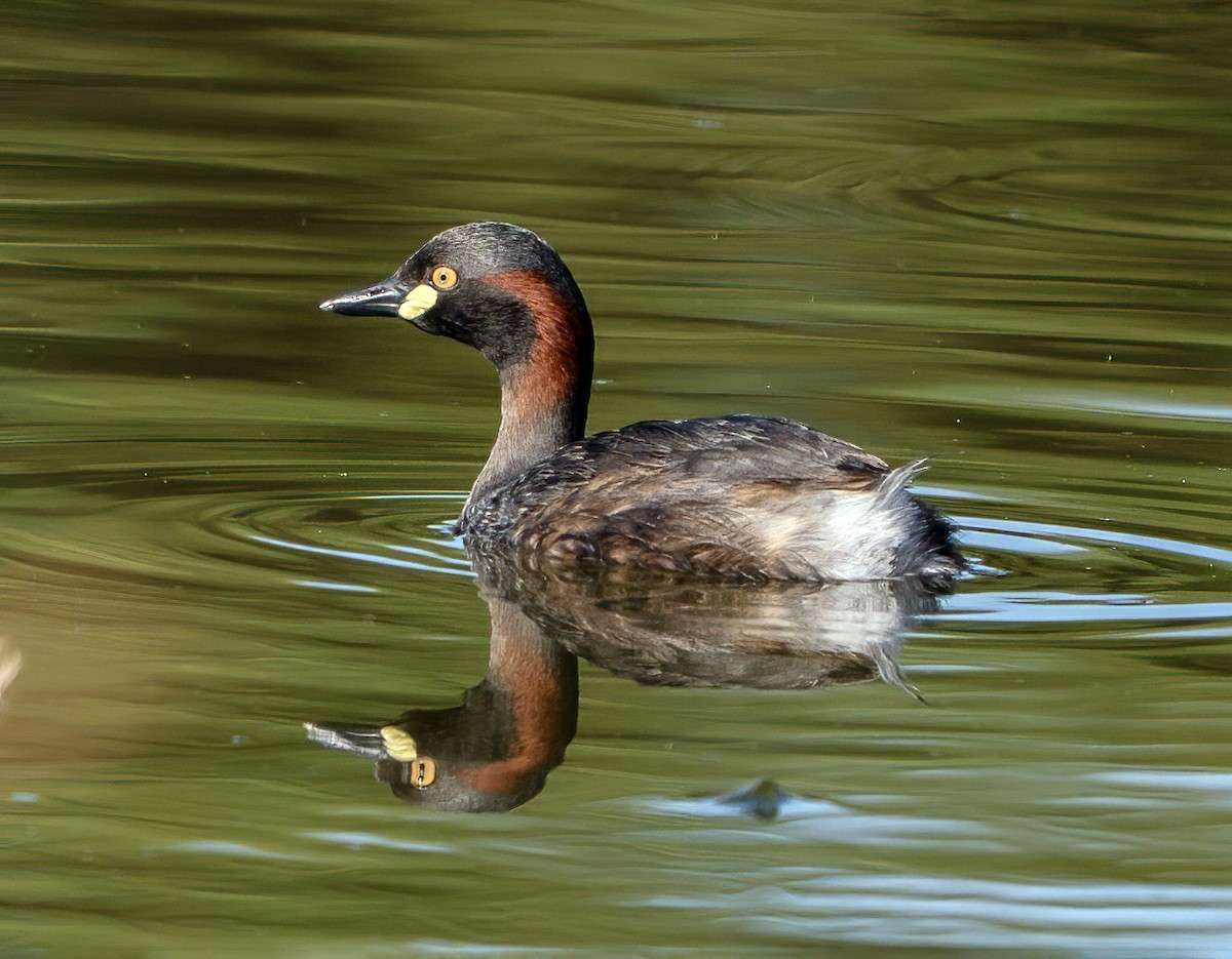 Australzwergtaucher - ML647539984