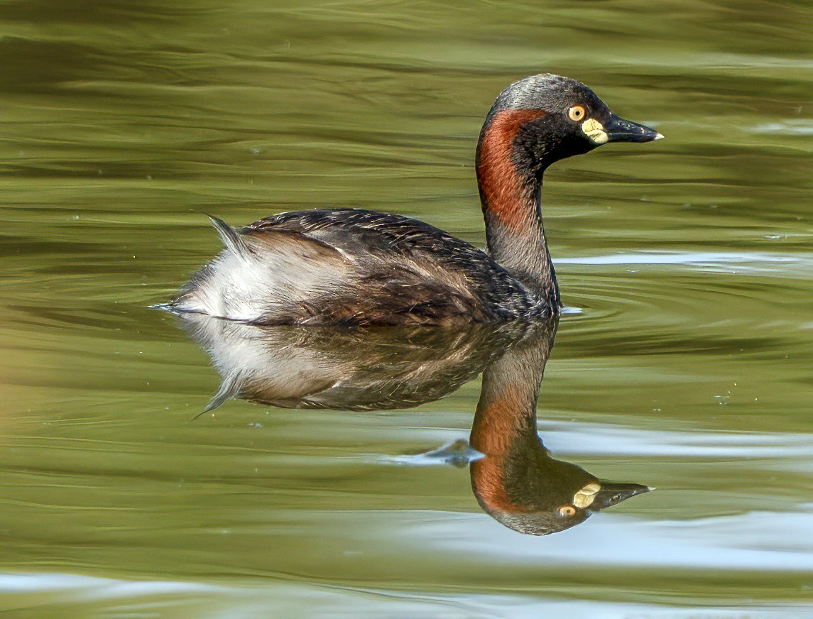 Australzwergtaucher - ML647539985