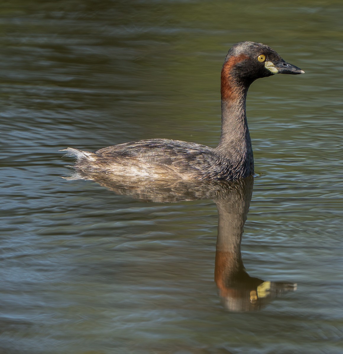 Australzwergtaucher - ML647539986