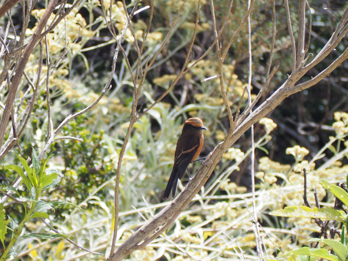 Rufous-browed Chat-Tyrant - ML647539988