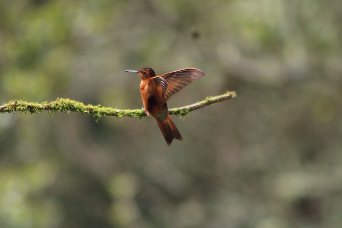 Rostkolibri - ML647539990
