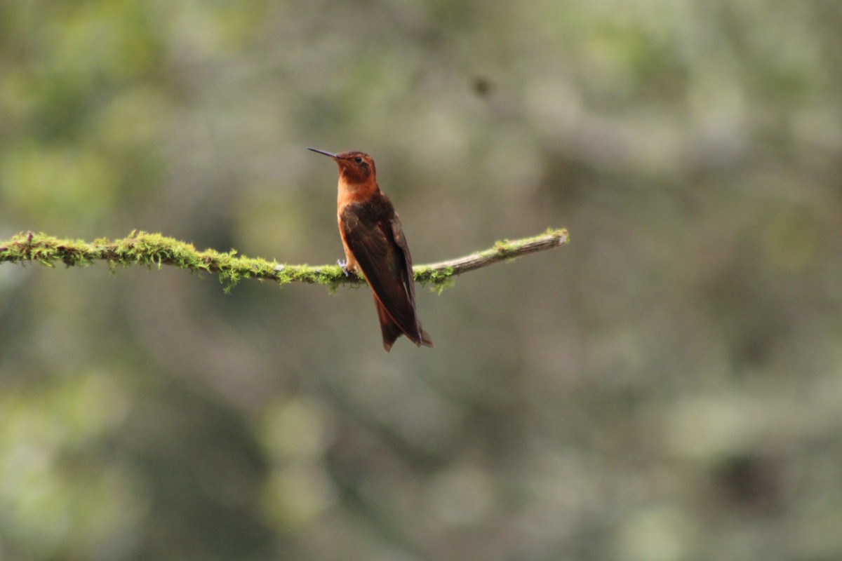 Rostkolibri - ML647539991