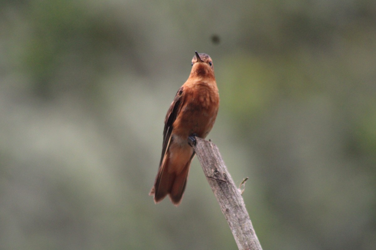 Rostkolibri - ML647539992