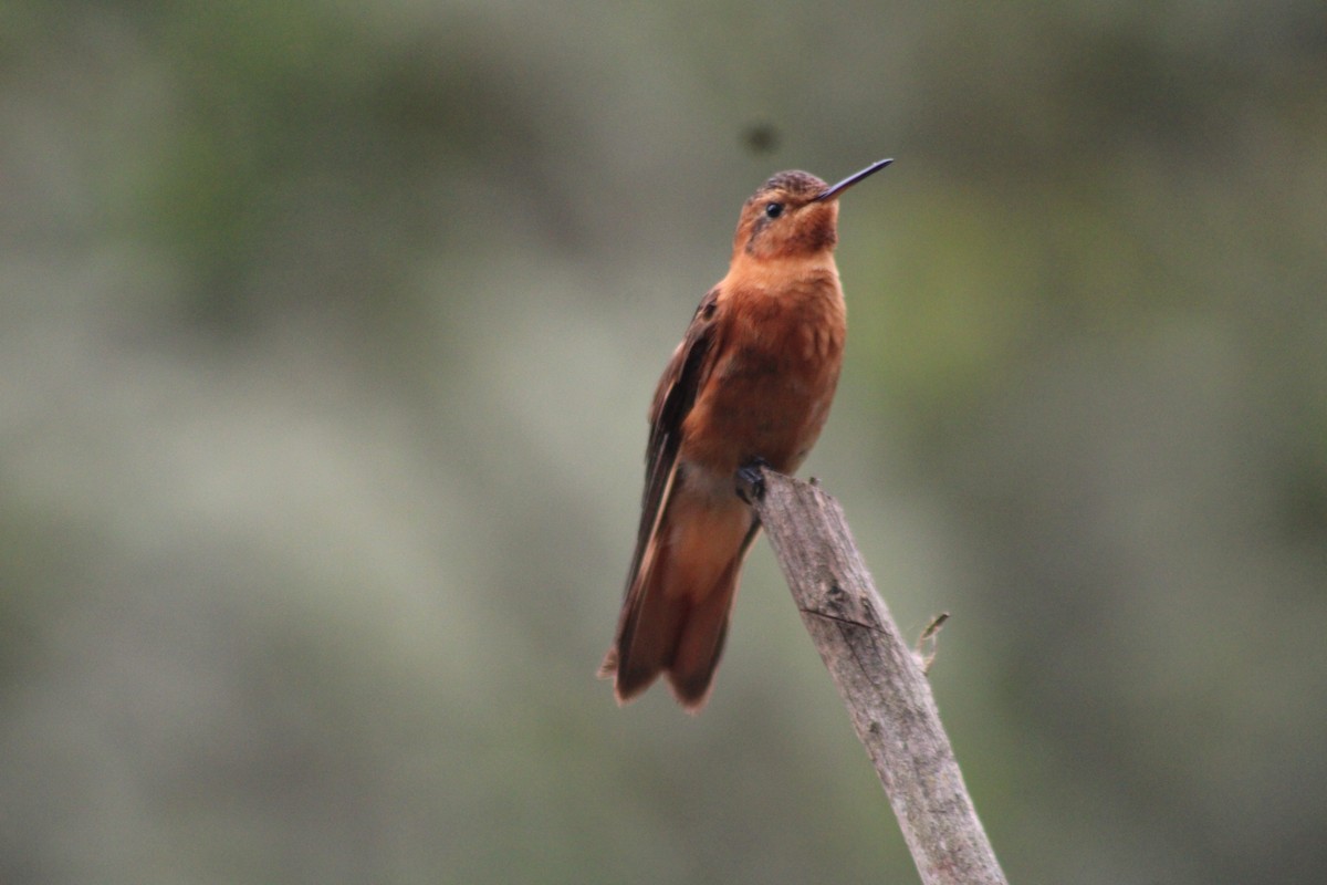 Rostkolibri - ML647539993