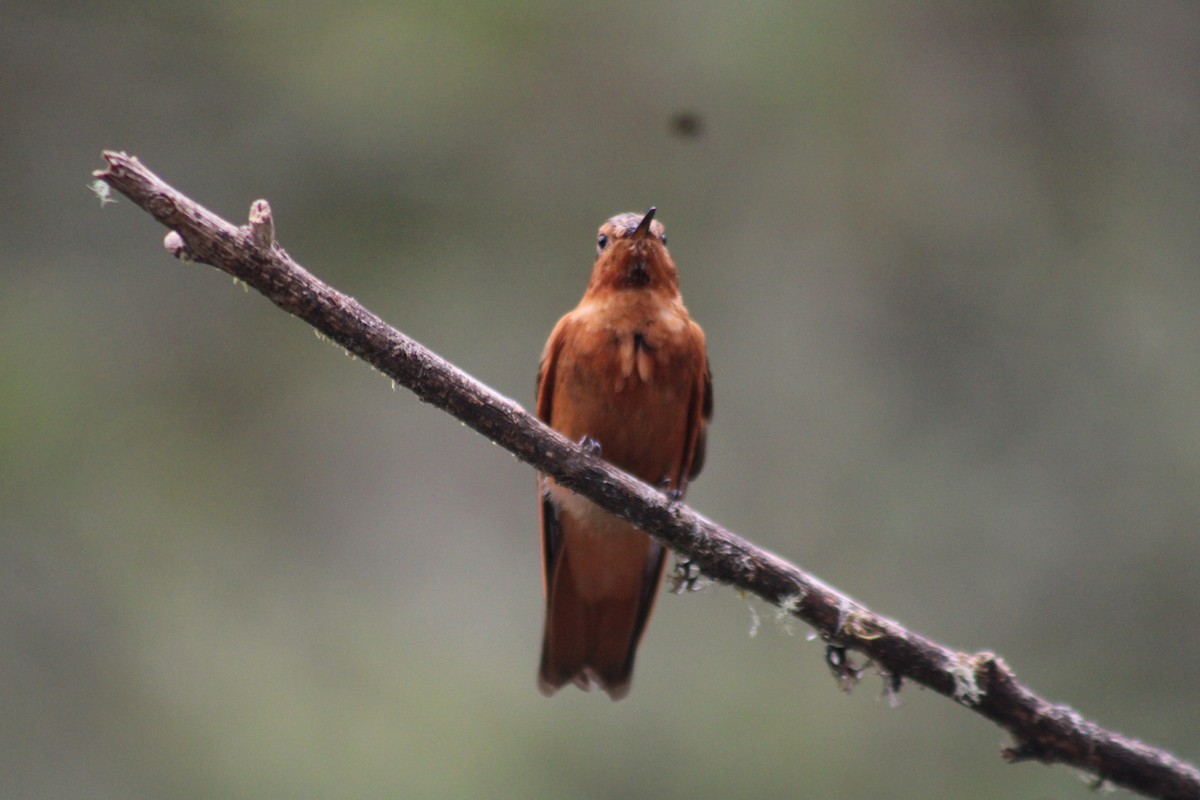 Rostkolibri - ML647539994