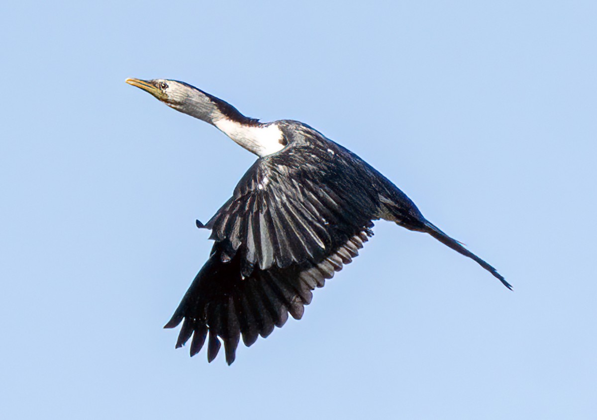 Kräuselscharbe - ML647539995